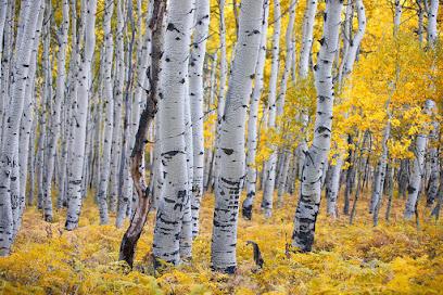 Aspen Endodontics - Endodontist in Colorado Springs, CO
