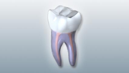 Gentle Endodontics: Nivine Y El-Refai, BDS, DDS, MSD - Endodontist in Medina, OH
