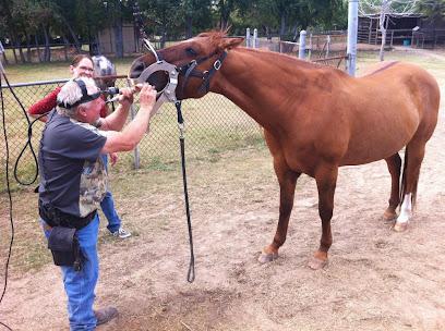 Advanced Equine Dentistry - General dentist in Santa Fe, TX
